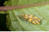 物種:Issikiopteryx taipingensis 攝影:吳士緯